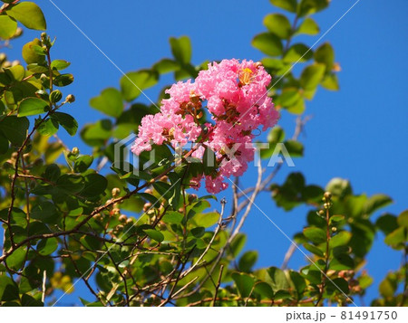 夏の日差しを浴びたサルスベリ（青空と百日紅の葉と花と蕾と実） 81491750