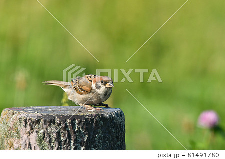 スズメ 81491780