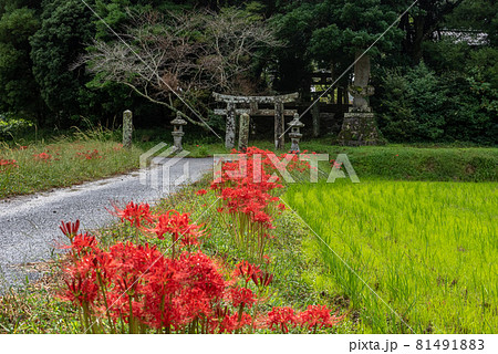 村の鎮守の秋 81491883