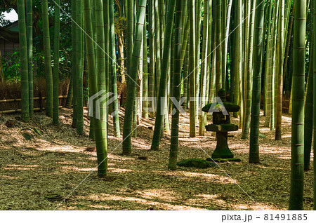 鎌倉　報国寺　竹の庭 81491885