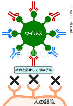 抗体カクテル療法でウイルス感染を防ぐ説明のイラスト素材