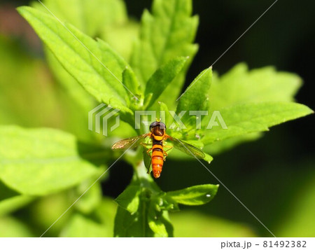 ミナミヒメヒラタアブ 81492382
