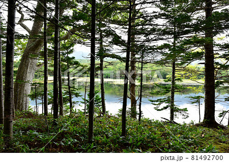 知床五湖 81492700