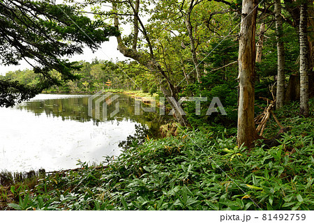 知床五湖 81492759