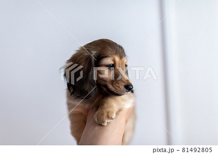 仔犬 カニンヘンダックスフンド 仔犬 カニンヘンダックスフンド 81492805