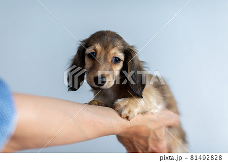 仔犬　カニンヘンダックスフンド 81492828