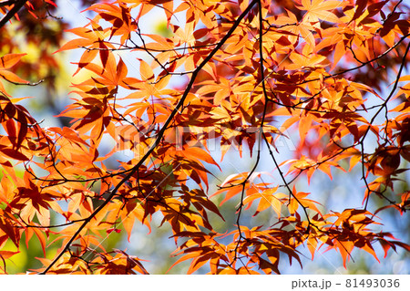 Red color of falling leaf with blurred leaf and sky background 81493036