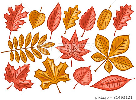 different types of fall leaves