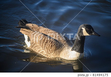 Canada goose in Kelsey Park, Beckenham, Greater London. A Canada goose swims on the lake in the park. There are many Canada geese in Kelsey Park, Beckenham, Kent. Canada goose (Branta canadensis), UK. Canada goose in Kelsey Park, Beckenham, Greater London. A Canada goose swims on the lake in the park. There are many Canada geese in Kelsey Park, Beckenham, Kent. Canada goose (Branta canadensis), UK. 81494175