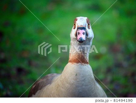 Egyptian goose in Kelsey Park, Beckenham, Greater London. Egyptian goose with green background. Egyptian geese are often seen in Kelsey Park, Beckenham, Kent. Egyptian goose (Alopochen aegyptiaca), UK 81494190