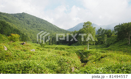 志賀高原　笠越付近の湿原 81494557