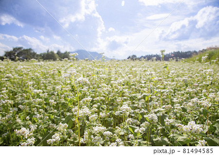 蕎麦の花 蕎麦の花 81494585