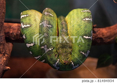 Green python close up Green python close up 81494934