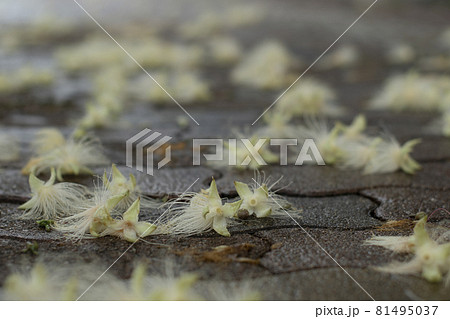 サガリバナ　下り花　Barringtonia racemosa　サガリバナ科　常緑高木 81495037