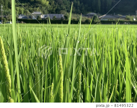 近づく秋 近づく秋 81495322