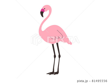ピンクフラミンゴのベクターイラスト ピンクフラミンゴのベクターイラスト 81495556