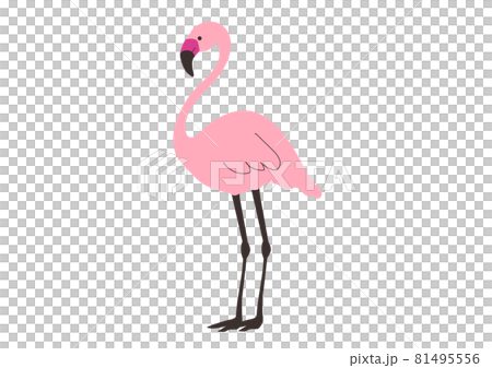 ピンクフラミンゴのベクターイラスト ピンクフラミンゴのベクターイラスト 81495556