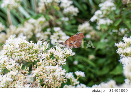 台北 台北市 タイペイ 81495890