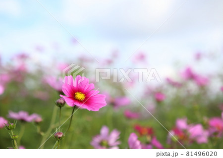 コスモスの花 81496020