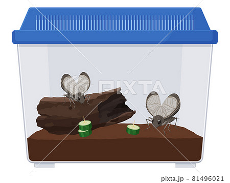 鈴虫をケースで飼育するイラスト 81496021