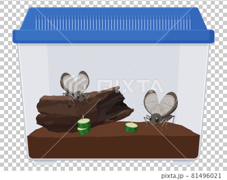 鈴虫をケースで飼育するイラスト 81496021