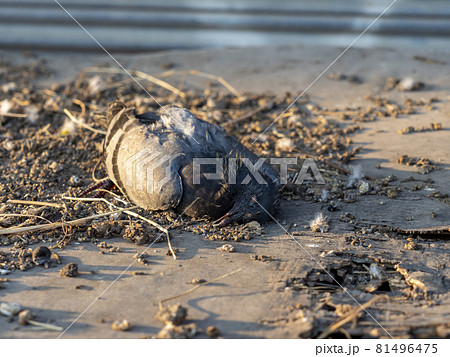 dead pigeon on table with junk dead pigeon on table with junk 81496475