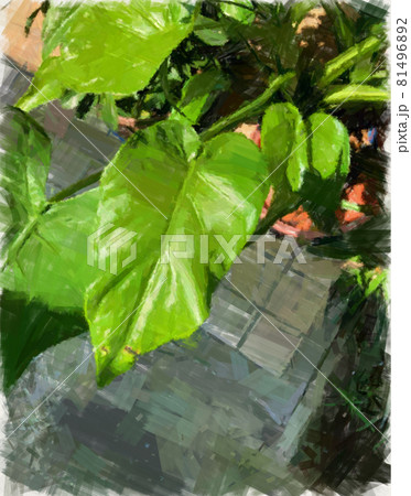 観葉植物 観葉植物 81496892