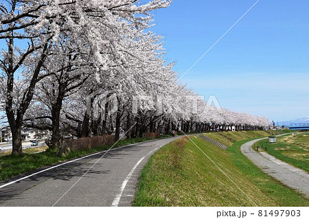 赤川の桜並木 約300本の桜が1.5kmに渡り連なる 81497903