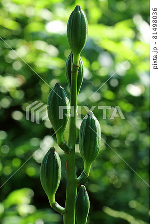 オオウバユリの実が膨らむ　福島県只見町 81498036