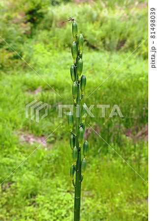 膨らみ始めたオオウバユリの実、天辺にアカトンボ　福島県只見町 81498039