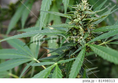 Macro shot of a single fresh medical marijuana bud or hemp plant flower with green leaves isolated on a white background 81498313
