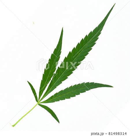 Macro shot of a single fresh medical marijuana bud or hemp plant flower with green leaves isolated on a white background 81498314
