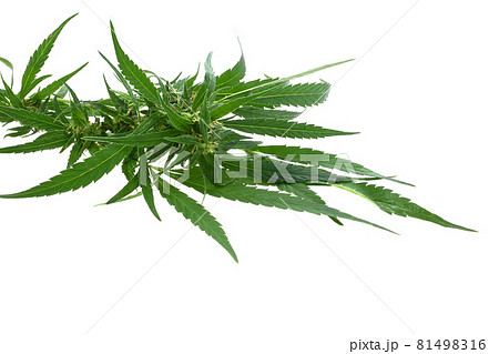 Macro shot of a single fresh medical marijuana bud or hemp plant flower with green leaves isolated on a white background Macro shot of a single fresh medical marijuana bud or hemp plant flower with green leaves isolated on a white background 81498316