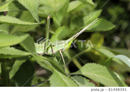 ショウリョウバッタ ショウリョウバッタ 81498391