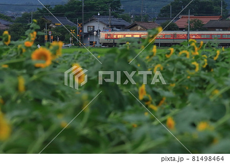 夕日を浴びてひまわり畑の中を疾走する381系特急やくも_2021/8/11撮影 81498464