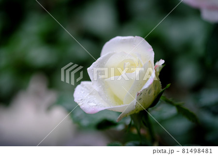 花開く可愛い薔薇 花開く可愛い薔薇 81498481