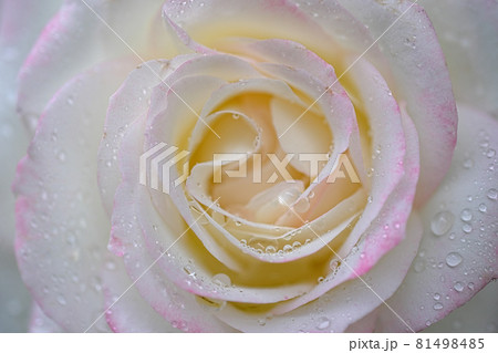 水滴のついた薔薇のアップ 81498485