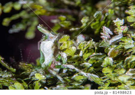 コノハガニ 81498623