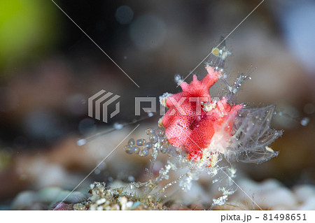 赤色オリヅルエビ 81498651