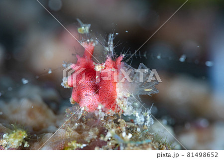 赤色オリヅルエビ 赤色オリヅルエビ 81498652