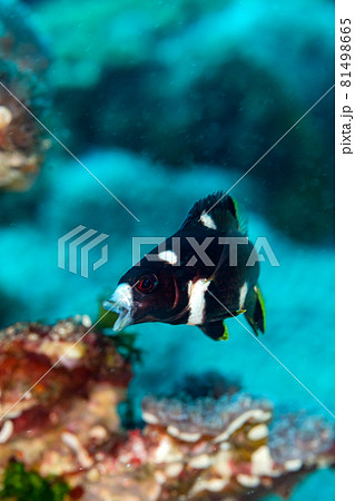 スミツキベラ幼魚 スミツキベラ幼魚 81498665