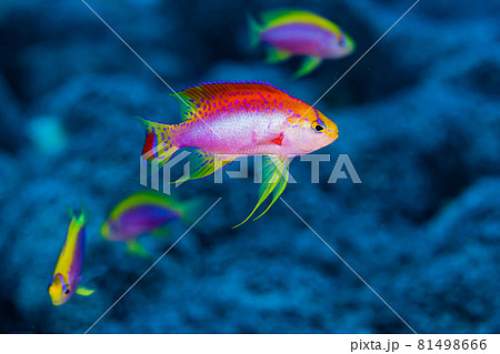 ニラミハナダイのハーレム ニラミハナダイのハーレム 81498666