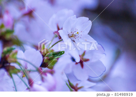 桜 桜 81498919