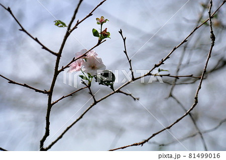桜の花 アーコレード 桜の花 アーコレード 81499016