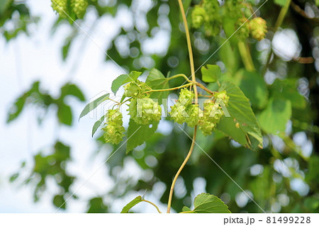 ホップの実 ホップの実 81499228