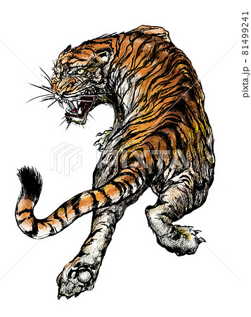 Tiger S Illustration Stock Illustration