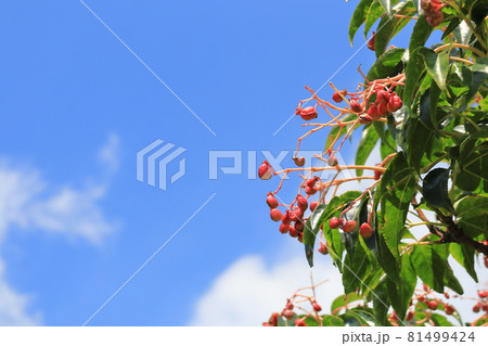 ゴマギ 赤い実 ゴマギ 赤い実 81499424