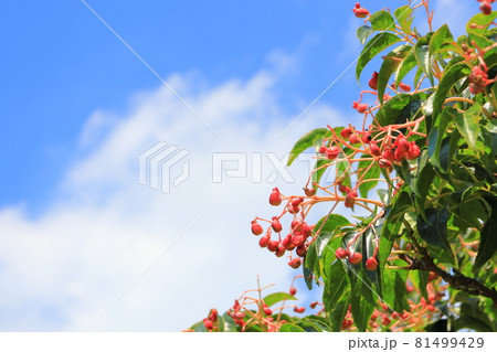 ゴマギ 赤い実 ゴマギ 赤い実 81499429