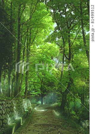 奥須磨公園の森林浴 遊歩道と木漏れ日のイラスト素材