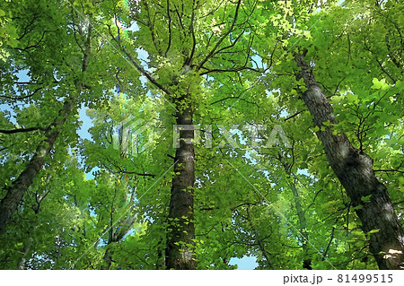 奥須磨公園の森林浴 見上げる緑 横構図 のイラスト素材
